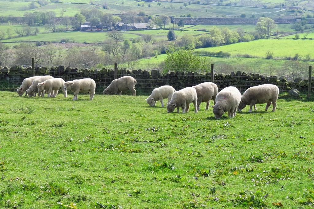 Moorland View Farm B&B Oakamoor Exterior foto